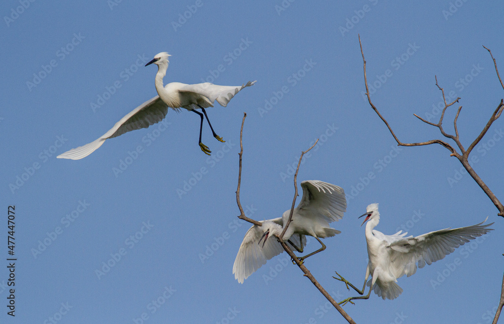 Little Egret behavior in breeding colony