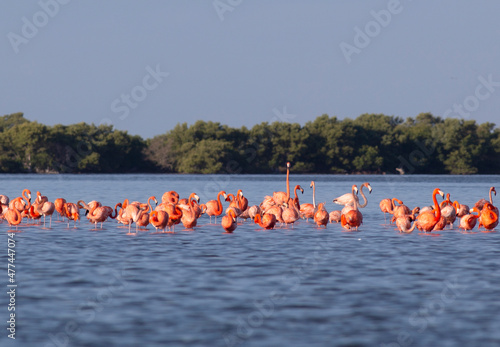 flamingos in the sea