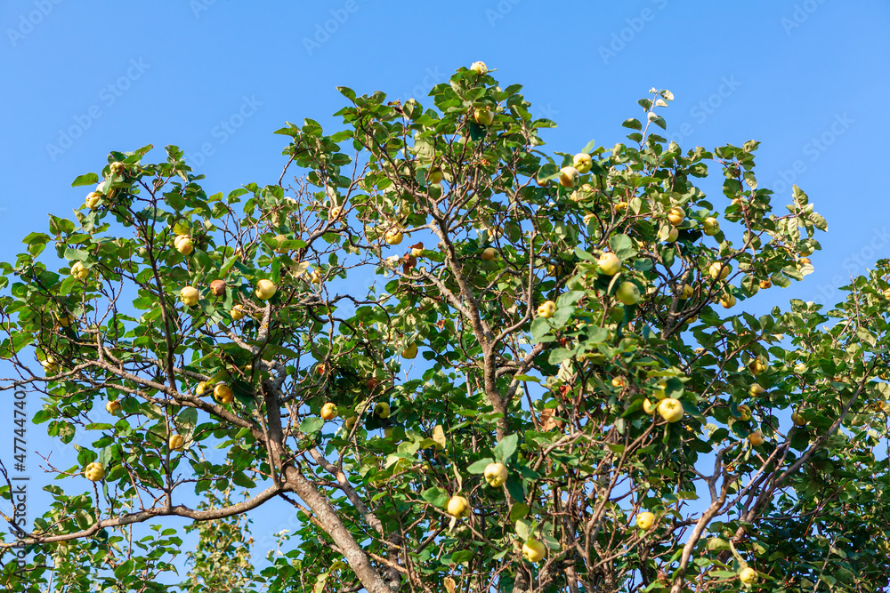 Quince tree with fruits on the branches Quince tree with fruits on the branches
