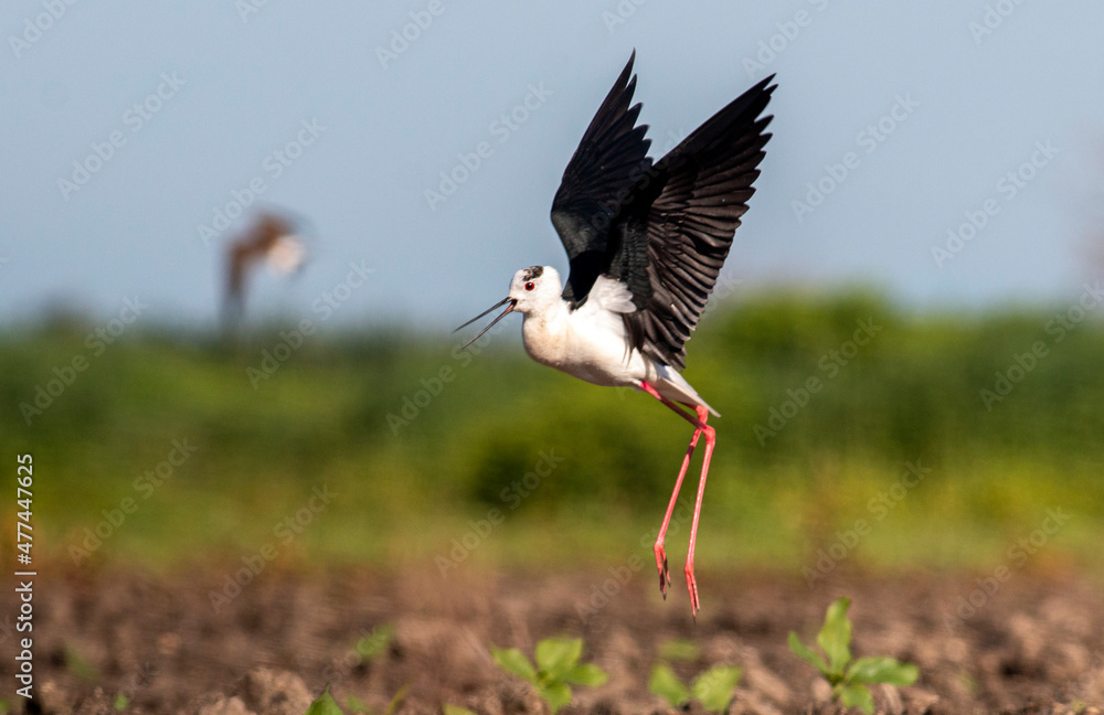 Naklejka premium Black-winged Stilt in rise field