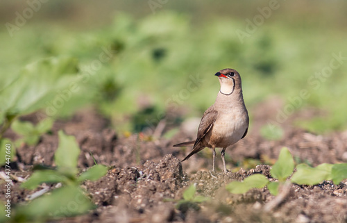 Collared pranticole - Glareola pranticola photo