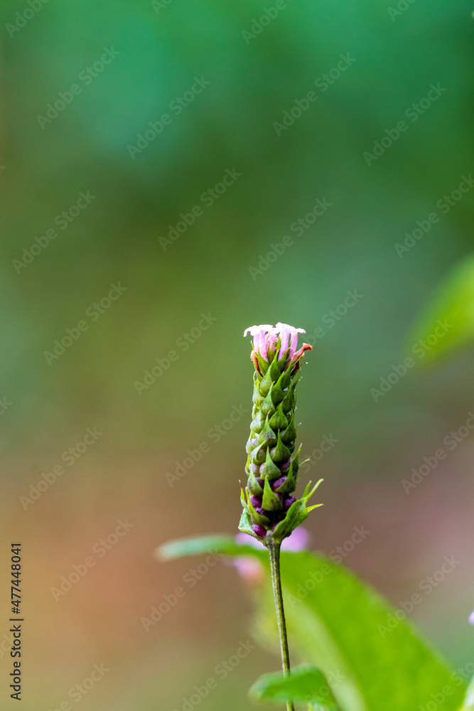 Pequena flor do cerrado em Minas Gerais, Brasil. Pequena flor do cerrado em Minas Gerais, Brasil.