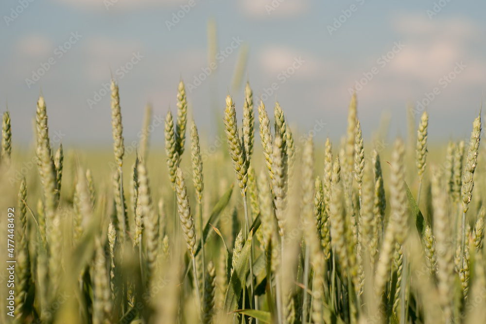 photograph of wheat stalks of an unusual color on a field against a blue sky with bokeh photograph of wheat stalks of an unusual color on a field against a blue sky with bokeh