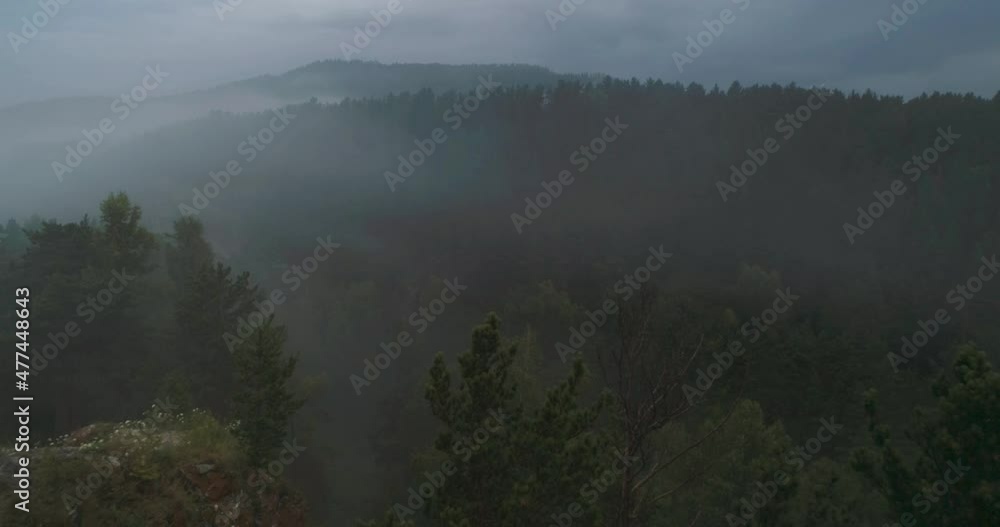 Flight over coniferous forest at dawn in summer. Bird flew close. High quality 4k footage Flight over coniferous forest at dawn in summer. Bird flew close. High quality 4k footage