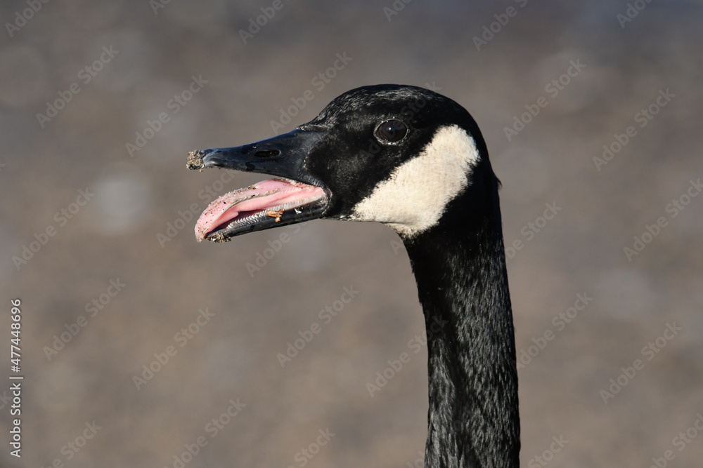 Head shot portrait of a Canada goose squawking with its beak open Head shot portrait of a Canada goose squawking with its beak open