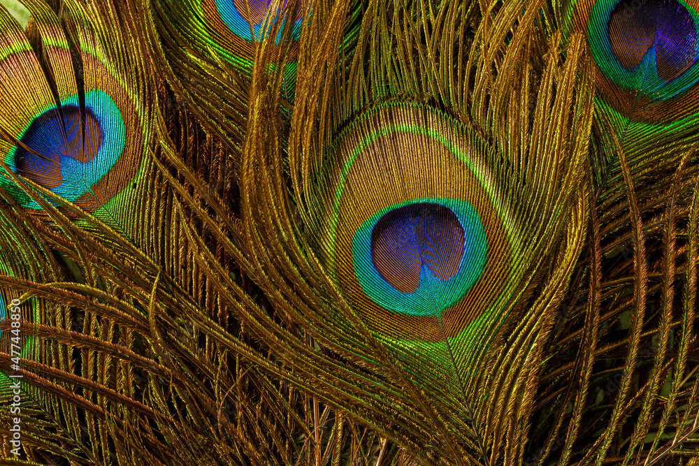 Fototapeta premium macro peacock feathers,Peacock feathers close-up