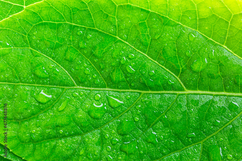 Obraz premium green macro leaf and water drop,Green leaf with drops of water