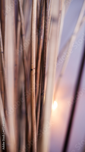 the sun shines through the straw on the field.