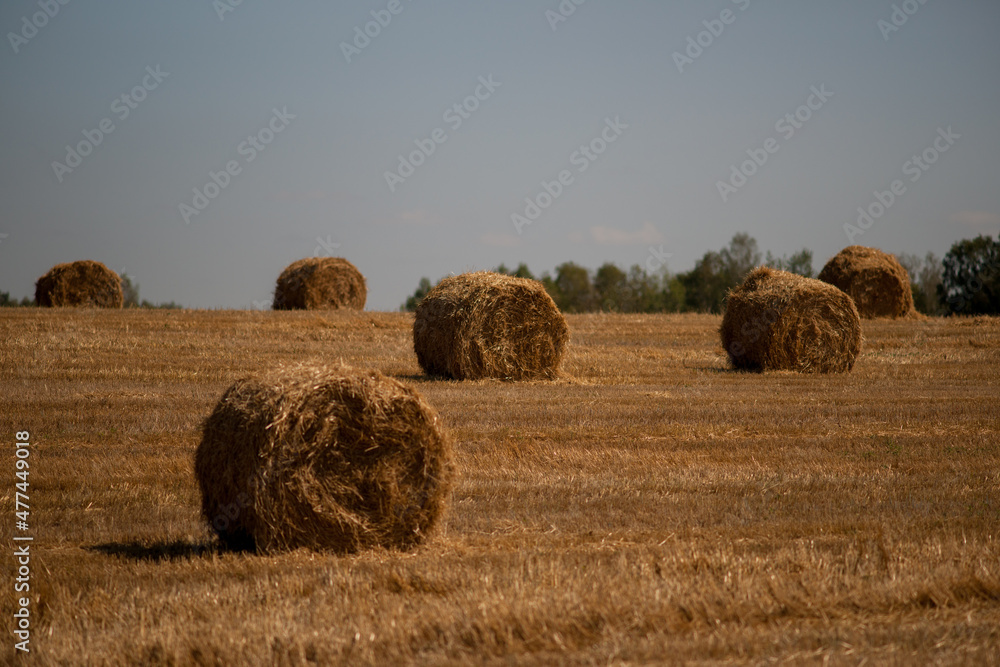 Straw in round bales on a yellow wheat field.