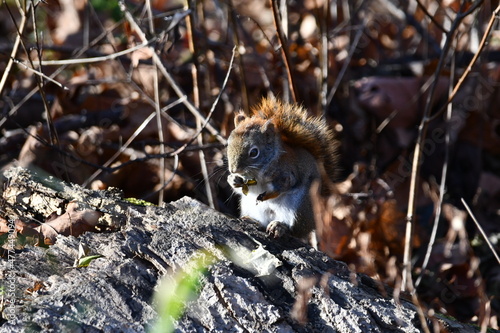 Disabled one armed Red Squirrel on forest floor eating