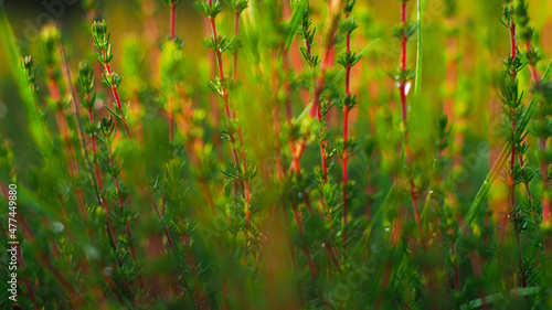 Macro de petites plantes et tiges de fleurs sauvages, poussant au bord d'un chemin forestier