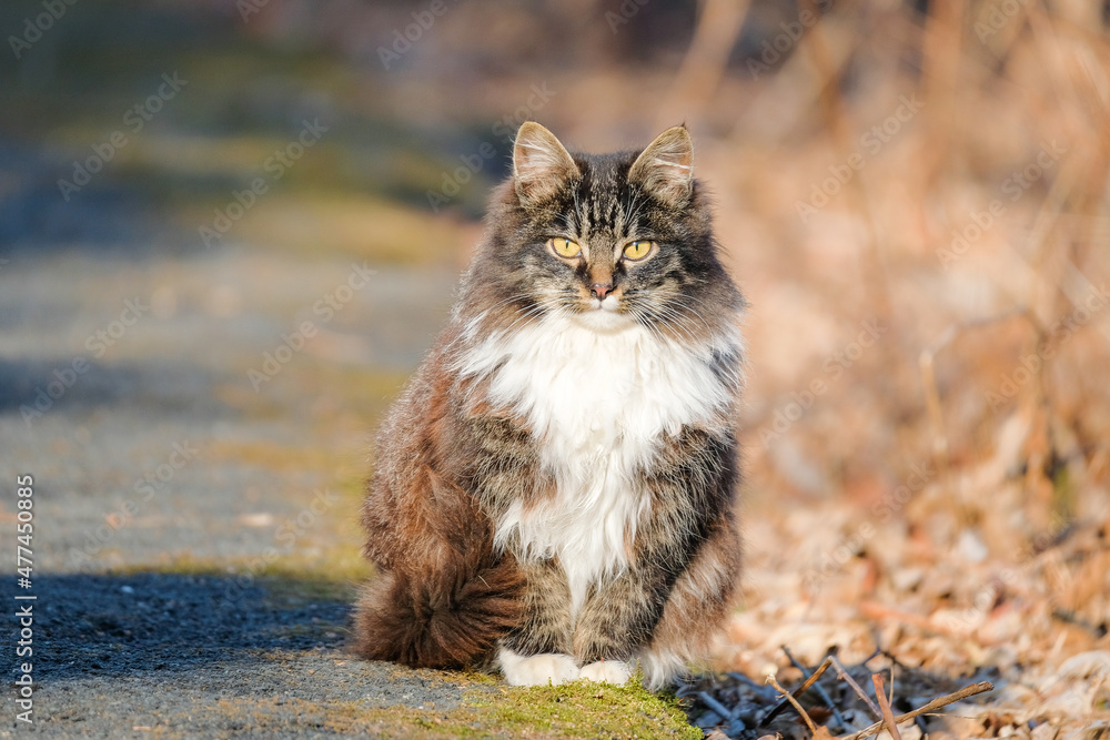 Obraz premium steet cat