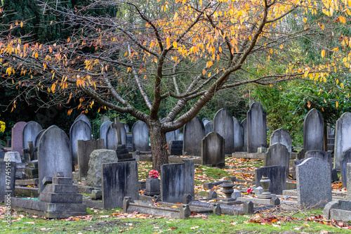 A tree in autumn surrounded by gravestones at New Southgate Cemetery, London, UK 