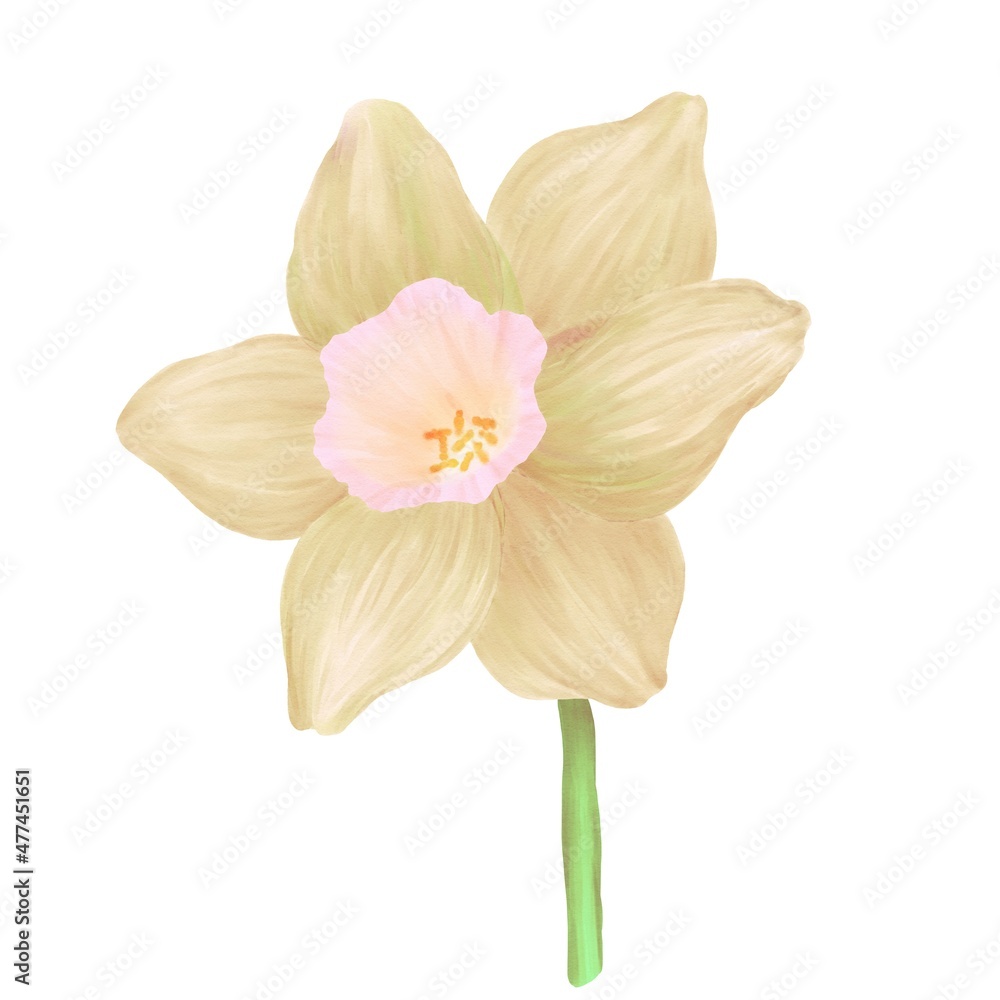 Watercolor illustrations of a narcissus flower on a white background gradient beige and pink