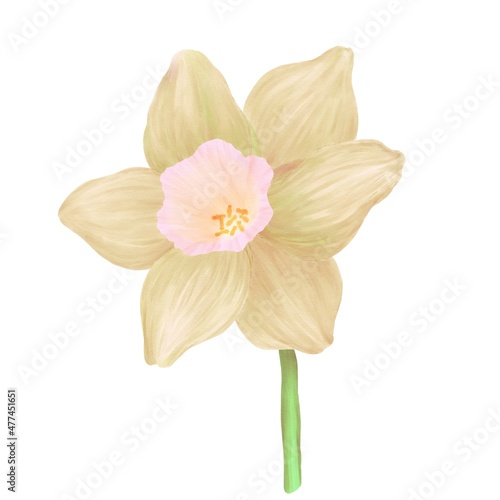 Fototapeta Naklejka Na Ścianę i Meble -  Watercolor illustrations of a narcissus flower on a white background gradient beige and pink