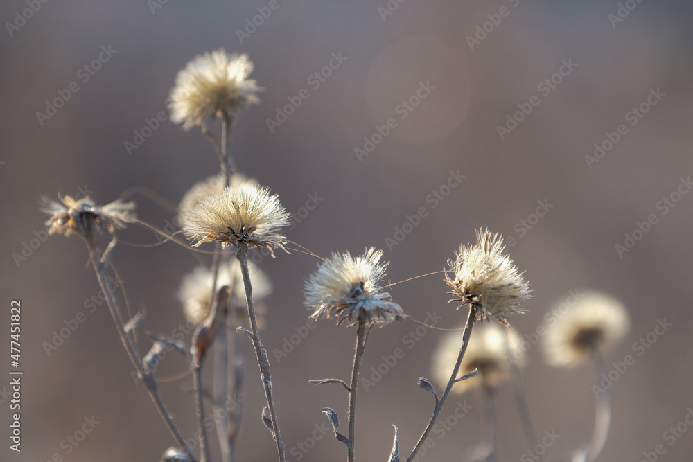 Obraz premium city nature