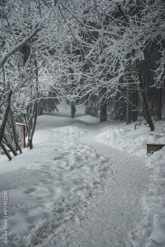 Baden-Baden  winter forest around the lake Mummelsee at the western mountainside of the Hornisgrinde in the Northern Black Forest of Germany