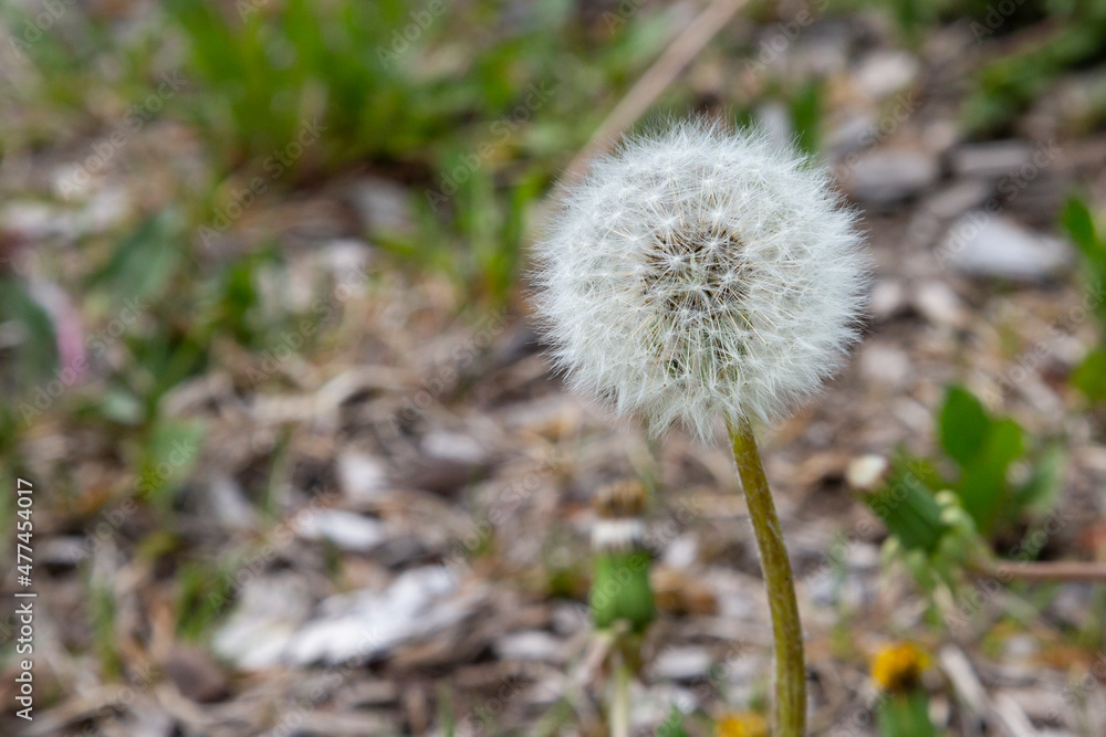 Closed Bud of a dandelion. Dandelion white flowers in green grass Closed Bud of a dandelion. Dandelion white flowers in green grass