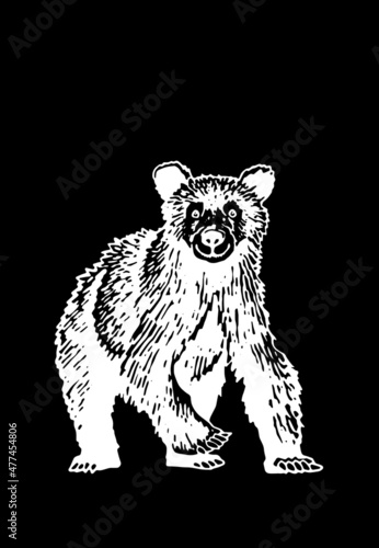 Cute graphical bear walking in momment. Grizzly on black background  photo
