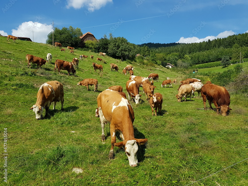 Rinder auf einem Bauernhof Rinder auf einem Bauernhof