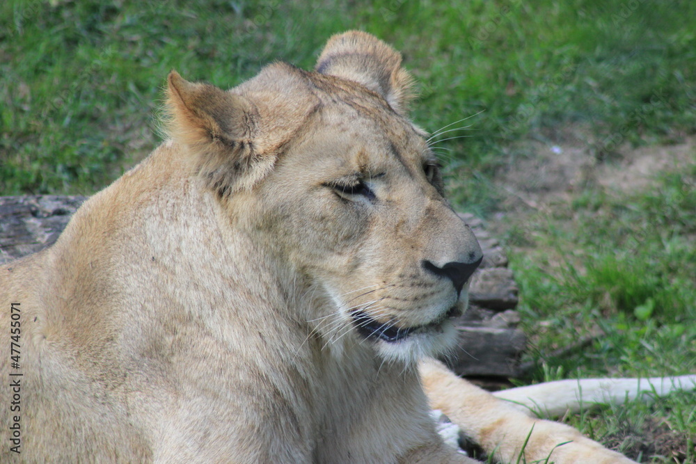 Portrait einer Löwin