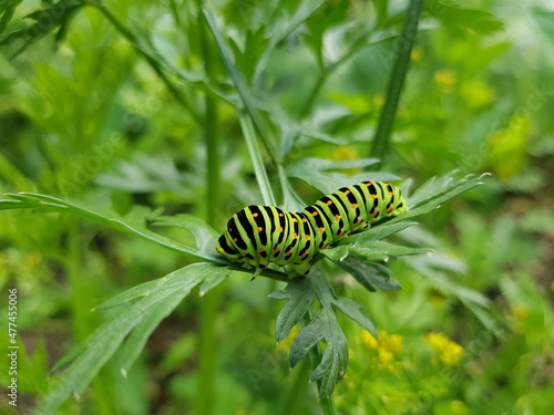 Raupe: Schwalbenschwanz (Papilio machaon)
