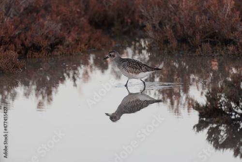 Grey Plover Pluvialis squatarola in the sansouire in Camargue, Southern France photo