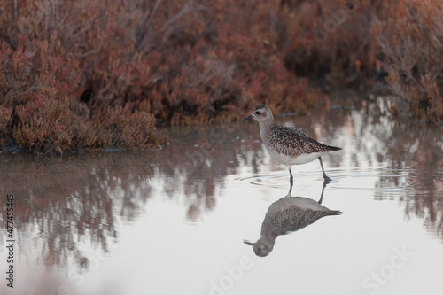 Grey Plover Pluvialis squatarola in the sansouire in Camargue, Southern France photo