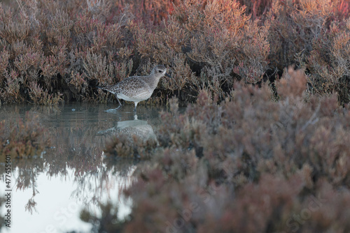 Grey Plover Pluvialis squatarola in the sansouire in Camargue, Southern France photo