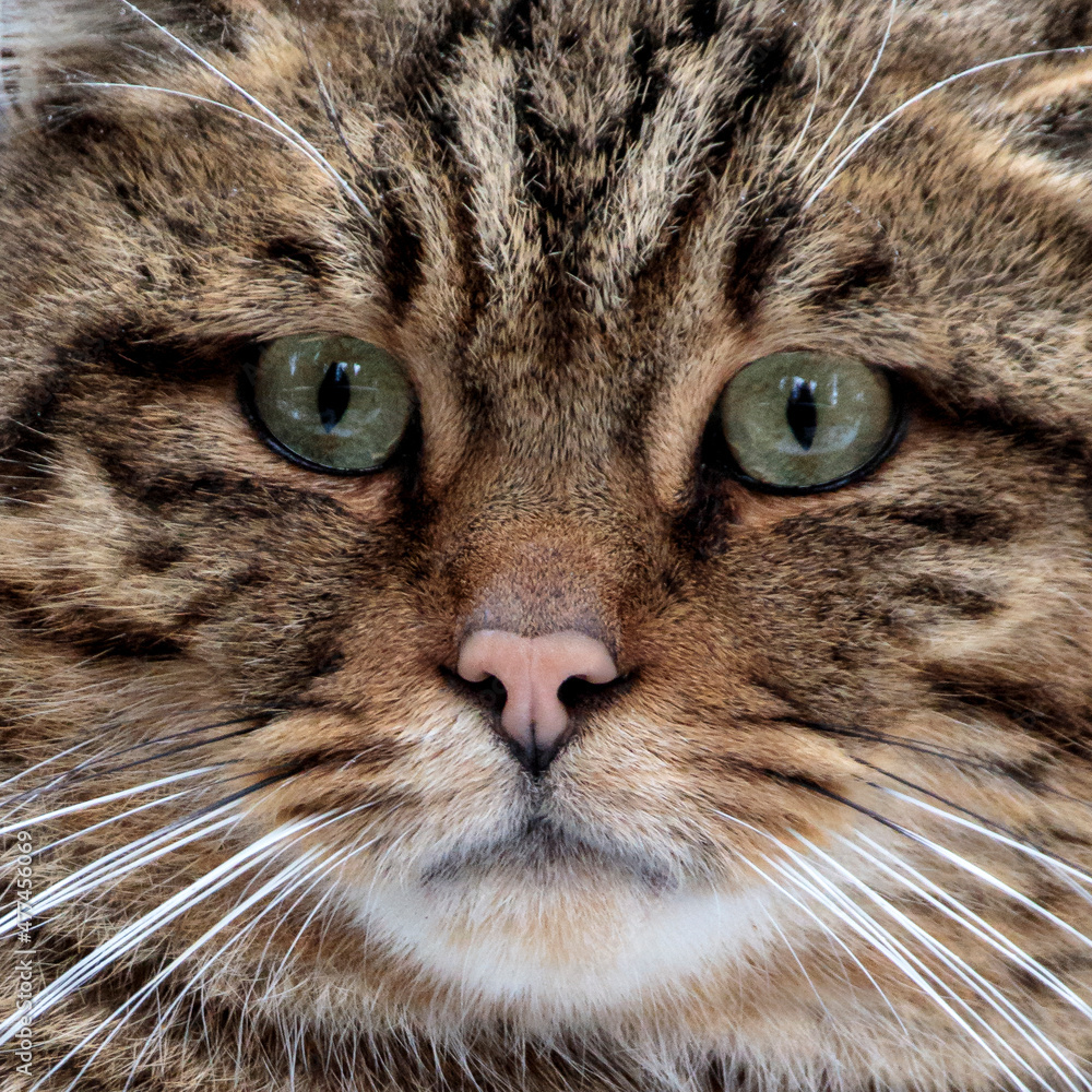 2021-12-27, GER, Bayern, Neuschönau: Tierfreigehege im Nationalpark bayerischer Wald - europäische Wildkatze 2021-12-27, GER, Bayern, Neuschönau: Tierfreigehege im Nationalpark bayerischer Wald - europäische Wildkatze
