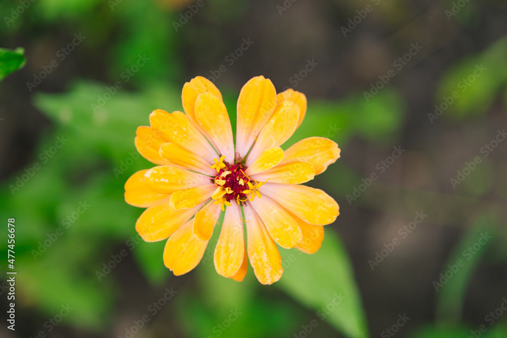 Beautiful zinnia flower. Close-up. Selective focus. Background. Texture. Zinnia flowers are dried and ground into a power for making tea Beautiful zinnia flower. Close-up. Selective focus. Background. Texture. Zinnia flowers are dried and ground into a power for making tea