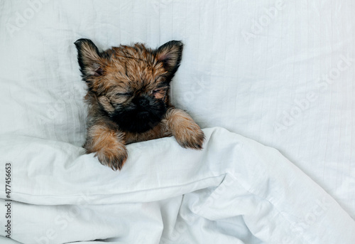 a sleeping newborn Brussels Griffon puppy of red color lies under a white blanket with closed eyes. High quality photo