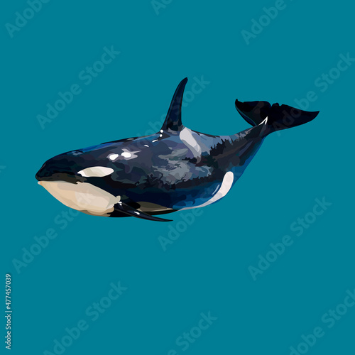 killer whale in the sea