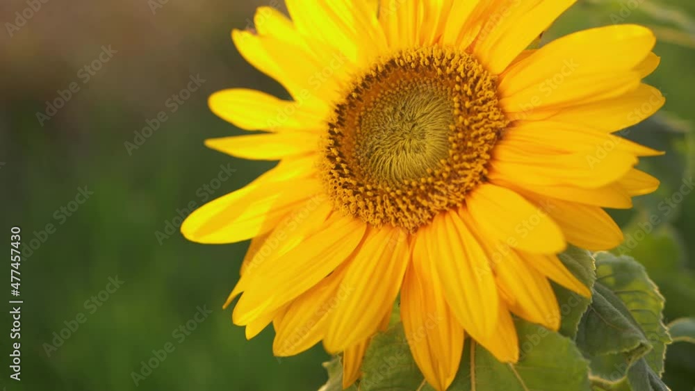 Sunflower in full bloom in warm summer sunshine Sunflower in full bloom in warm summer sunshine