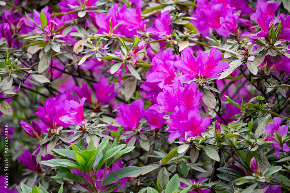 Pink azalea bush in greenhouse. Beautiful flowers. Pink azalea bush in greenhouse. Beautiful flowers.