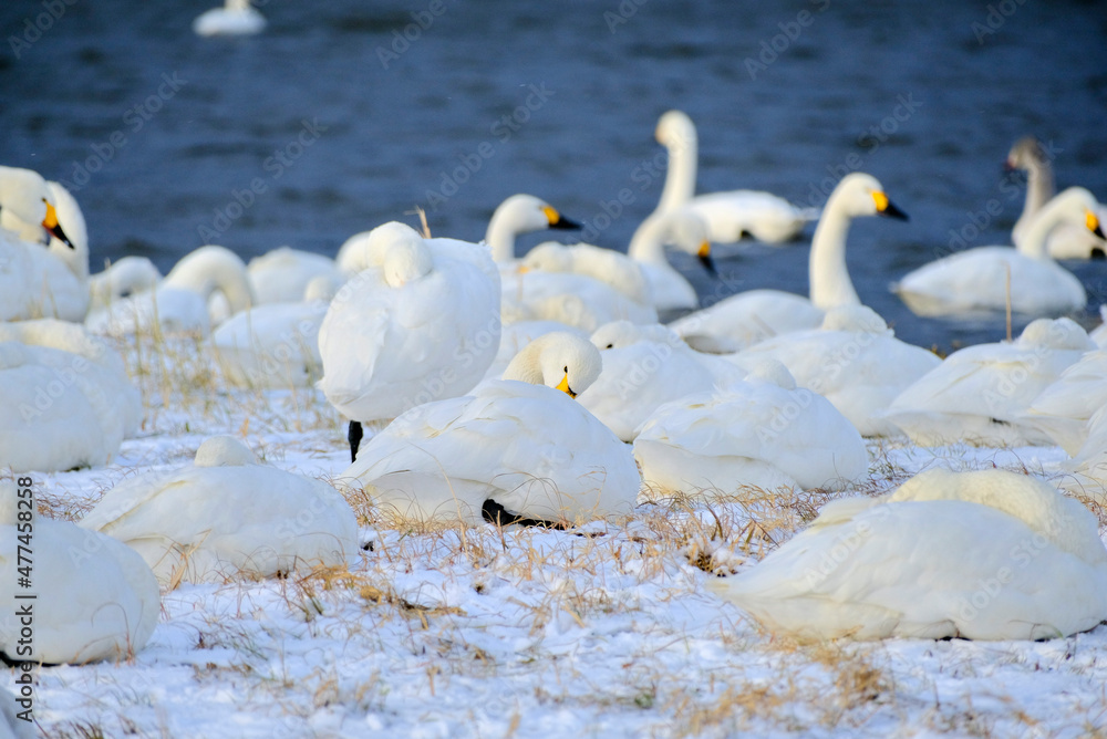 Obraz premium Swans enduring the extreme cold, 2021/12/26d