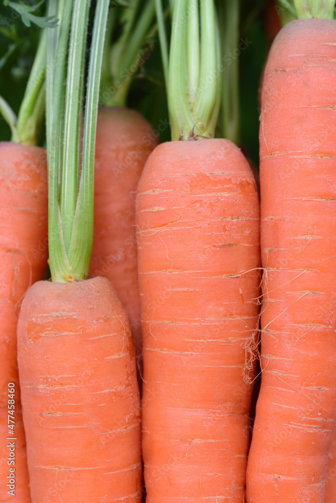 Close up and detail shot of fresh orange carrots Close up and detail shot of fresh orange carrots