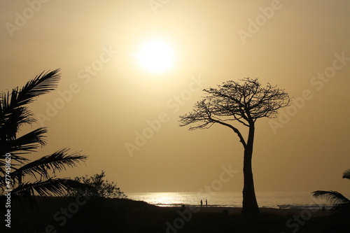 A Baobab tree at the beach in Sukuta  the Gambia  at early sunset