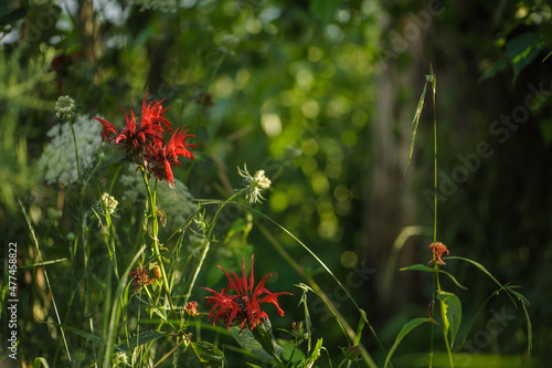Rote Indianernessel Monarda didyma vor unscharfem grünen Hintergrund