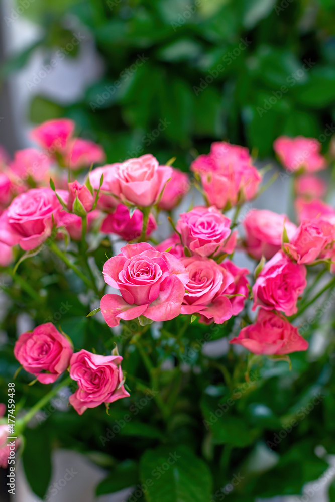 Floral business concept. Beautiful bouquet of small pink roses in flower shop for sale, closeup vertical view. Tea hybrid roses. Selective focus Floral business concept. Beautiful bouquet of small pink roses in flower shop for sale, closeup vertical view. Tea hybrid roses. Selective focus