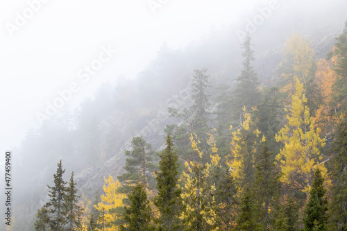 Foggy forest on the hillside in Ruka, Finland