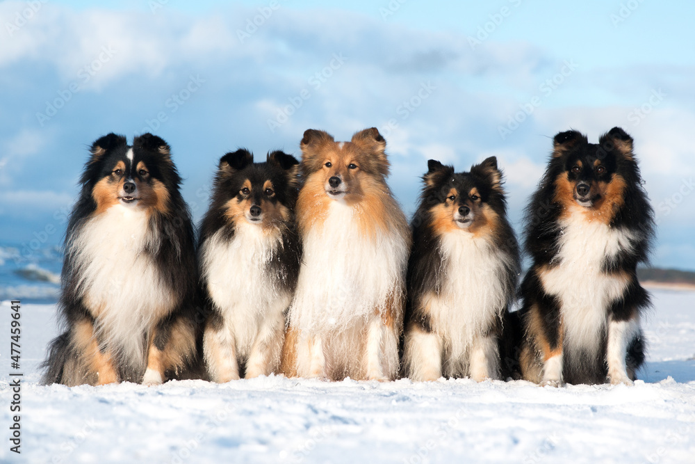 Cute sable white and tricolor shetland sheepdogs, shelties portrait with background of blue sky and frozen sea on sunny day. Adorable little lassie dog, small collie with fur coat on winter day