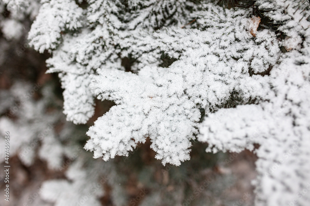 White snow on the branches of a coniferous tree White snow on the branches of a coniferous tree