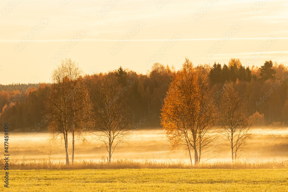 Fototapeta premium Trees in warm light after sunrise on misty morning in Northern Finland, Europe