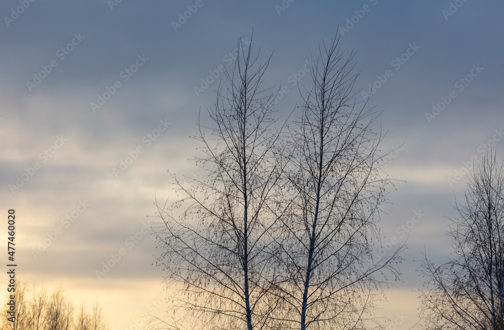 Bare branches of a tree in winter at dawn. Bare branches of a tree in winter at dawn.