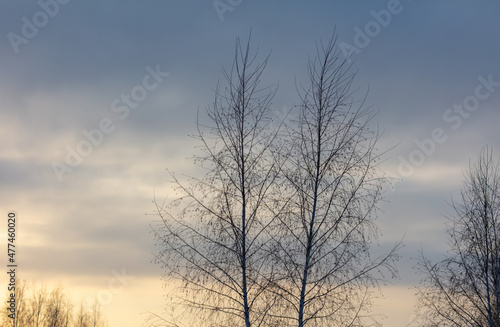 Bare branches of a tree in winter at dawn.