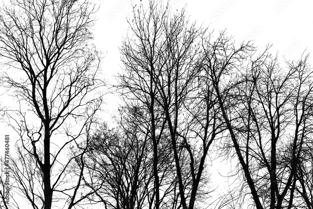 Bare tree branches isolated on a white Bare tree branches isolated on a white