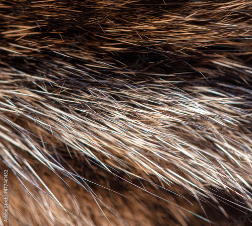 Fur of a gray cat as a background.
