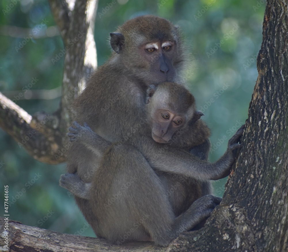 Mother macaque monkey caring for her baby in the jungle