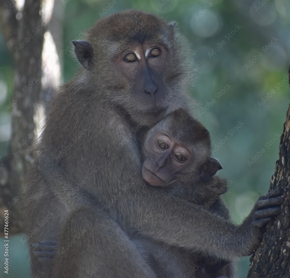 Beautiful mother and baby macaque monkey hugging in a tree in the jungle Beautiful mother and baby macaque monkey hugging in a tree in the jungle